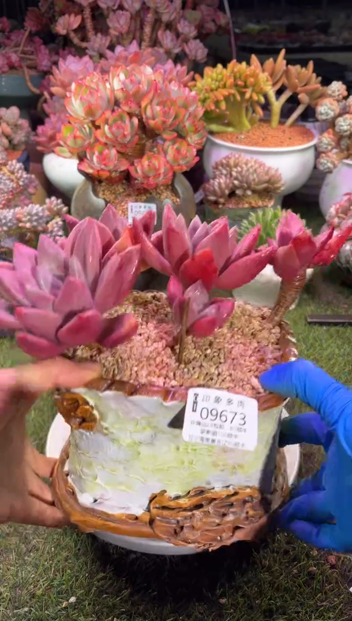 【闪购商品】09673