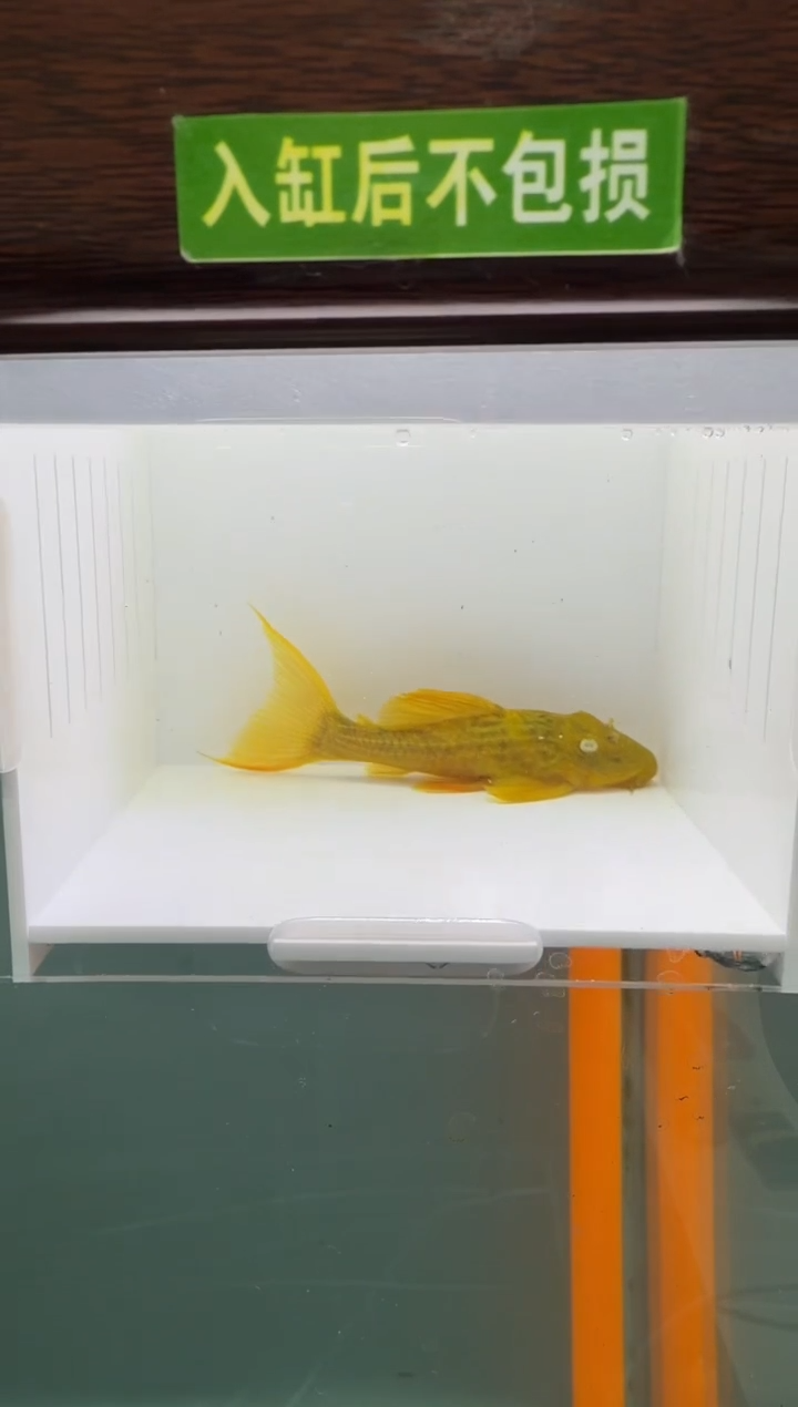 清道夫鱼161号24入缸不包损录制完整开箱视频7.8厘米