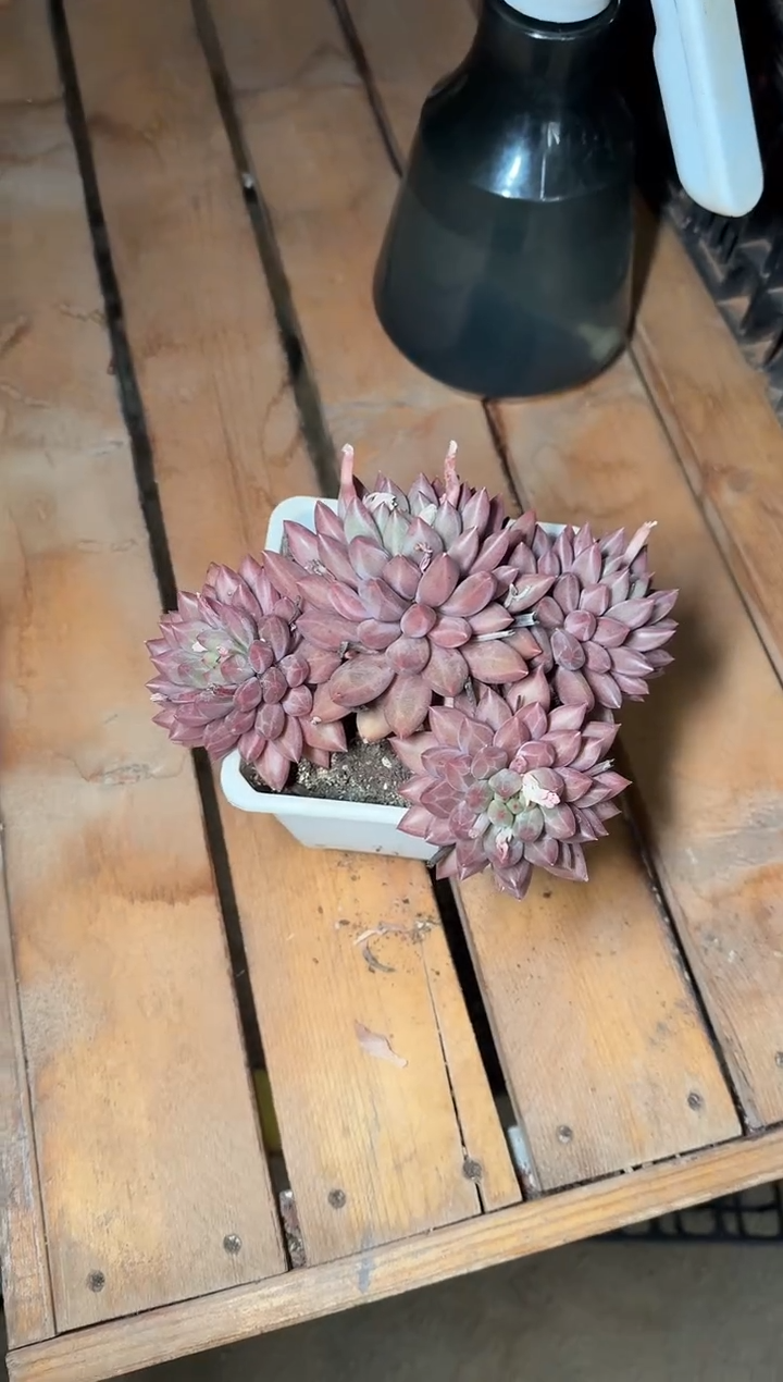 140#4头美人大群（14cm）脱土