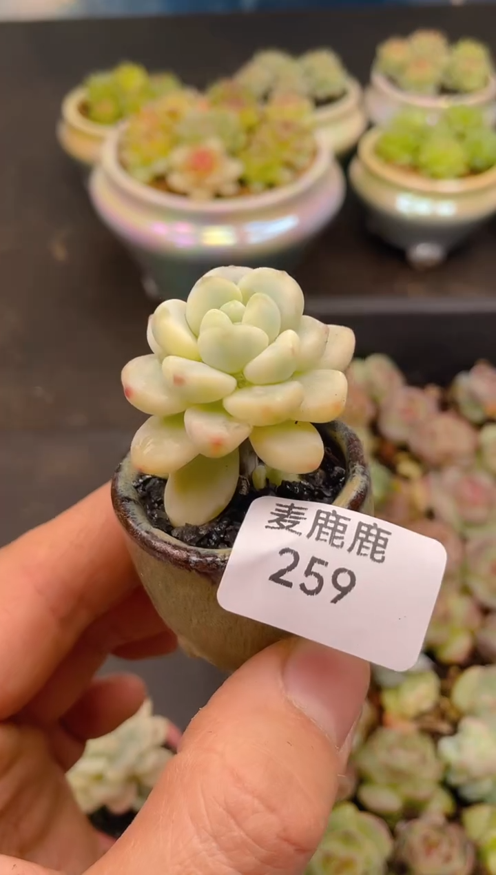 259劳尔锦       量拍