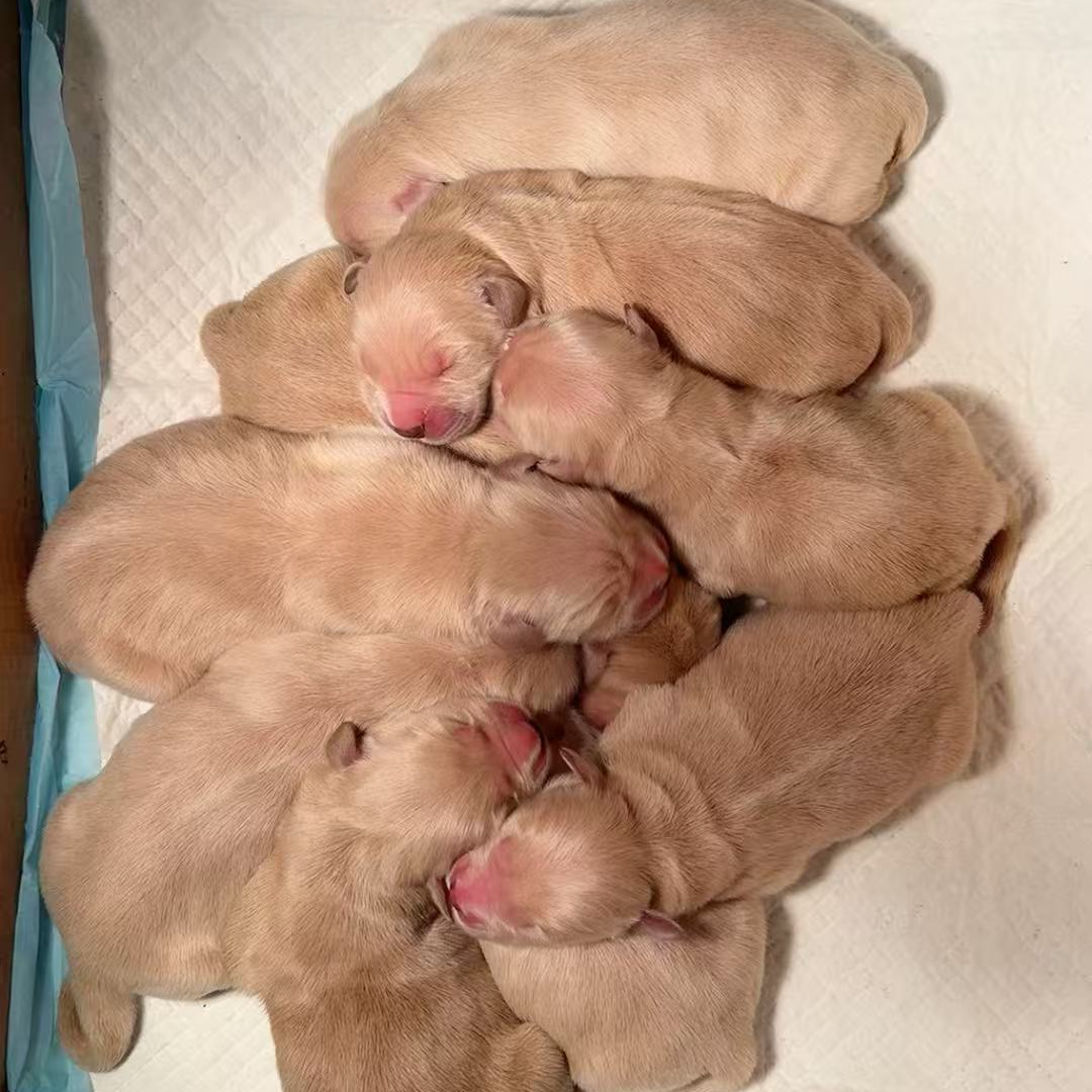 阿彪金毛双血统芯片出生纸金毛幼犬沙滩金狗狗宠物小宠物狗小狗