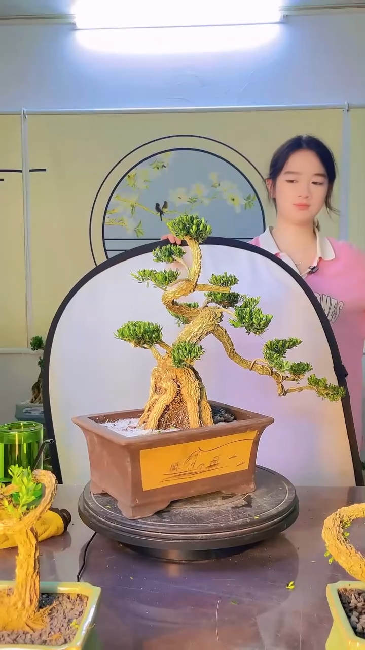 不开花植物高端黄杨盆景