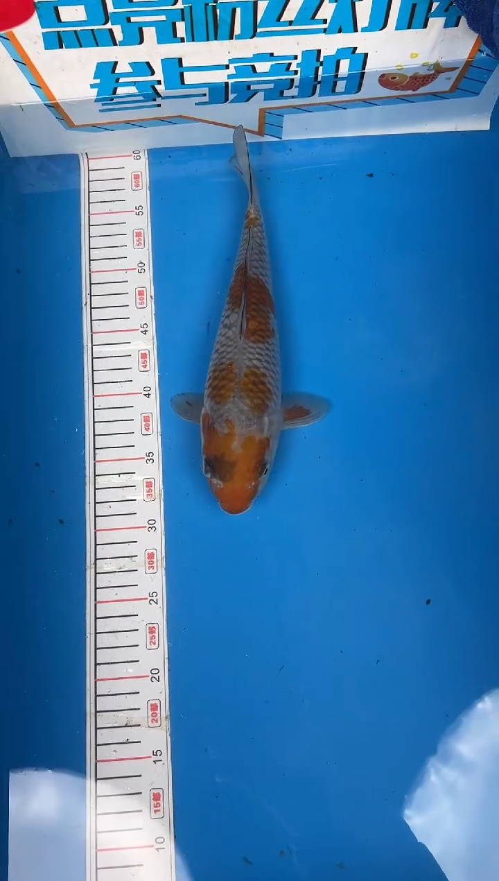锦鲤小****59号锦鲤鱼 落叶 闪购