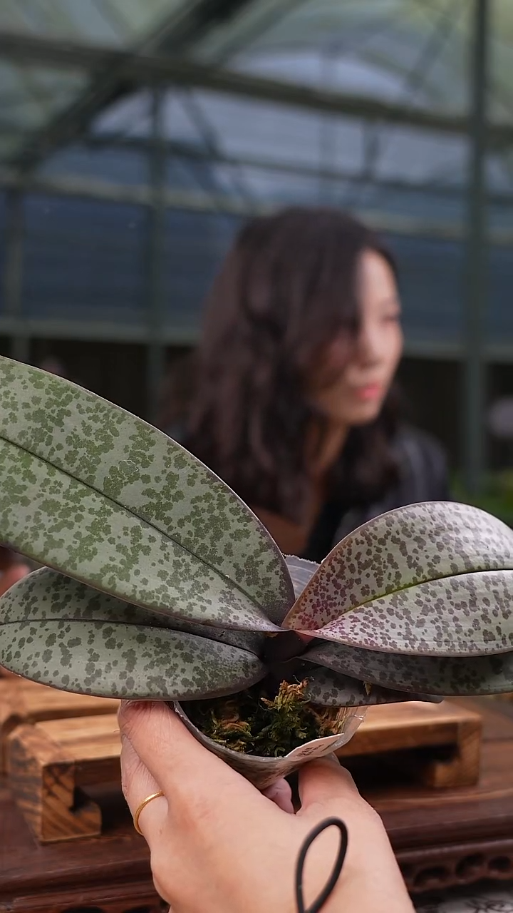 完全开放银叶西雷丽 可挑苗