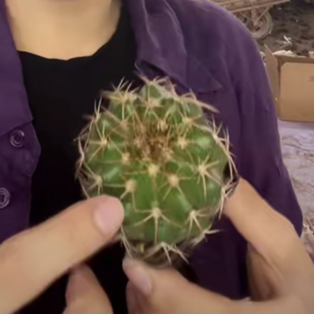 二妹园艺【 1颗  圆盘玉   实生根 】带盆土随机发货