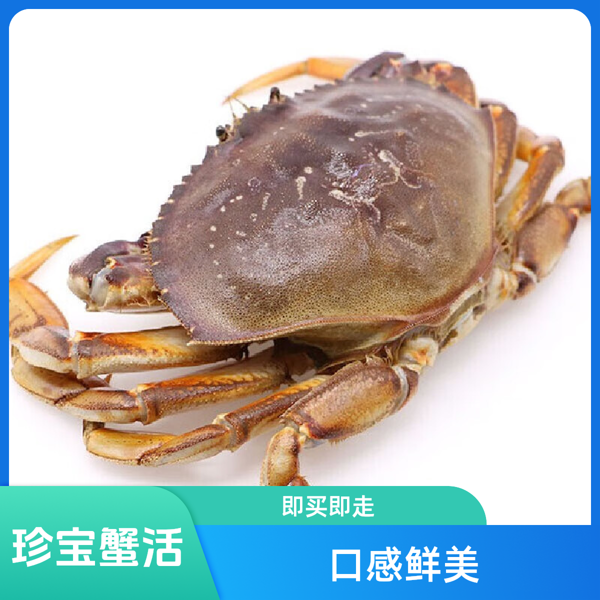 鲜活珍宝蟹 北美进口生猛海鲜（规格自选）