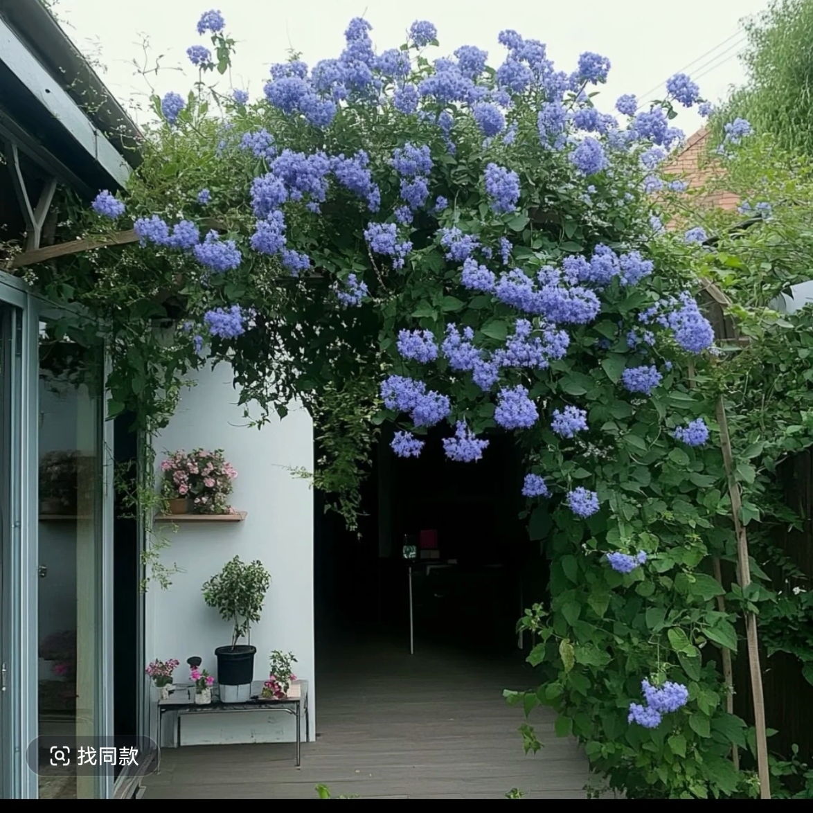 （蓝雪花老桩苗）盆栽花卉耐热好养阳台庭院观花植物