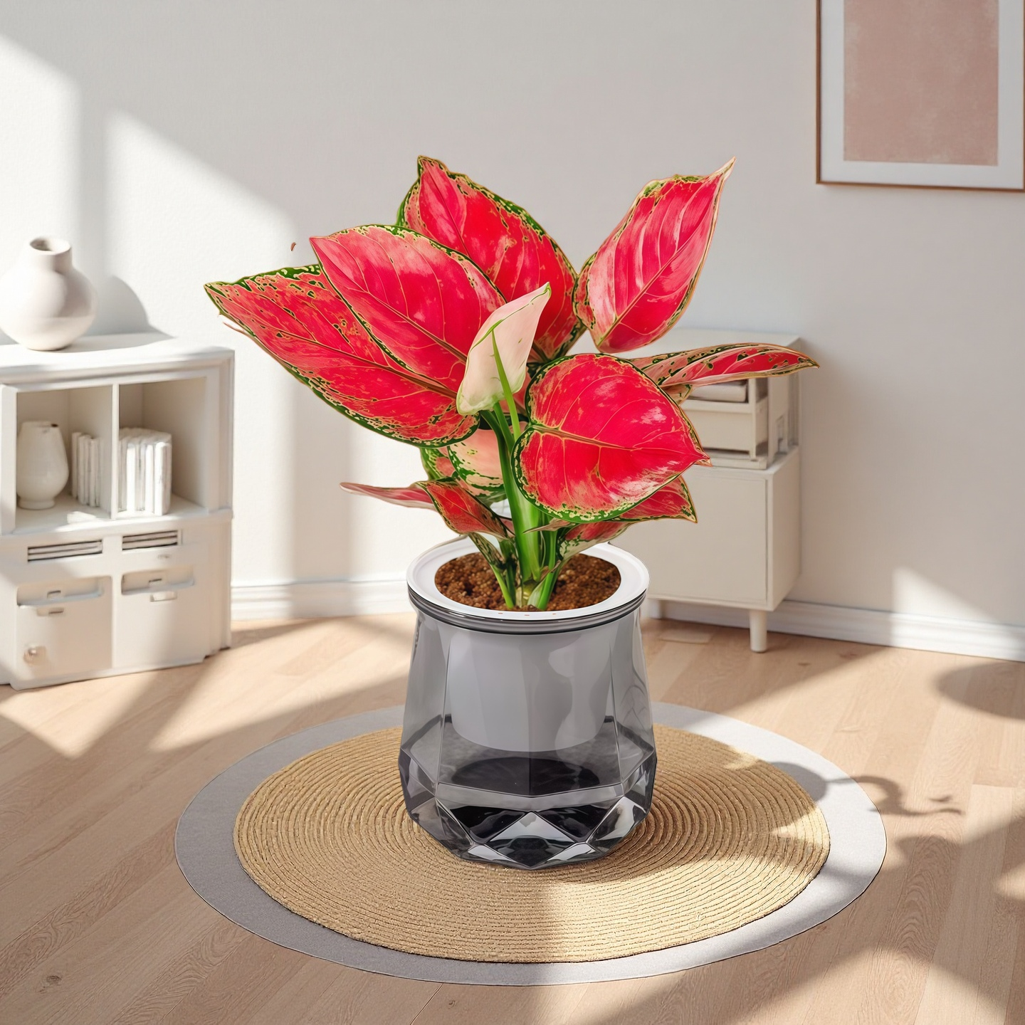 CZ吉利红盆栽如意皇后室内客厅花卉绿植办公室桌面水培植物四季