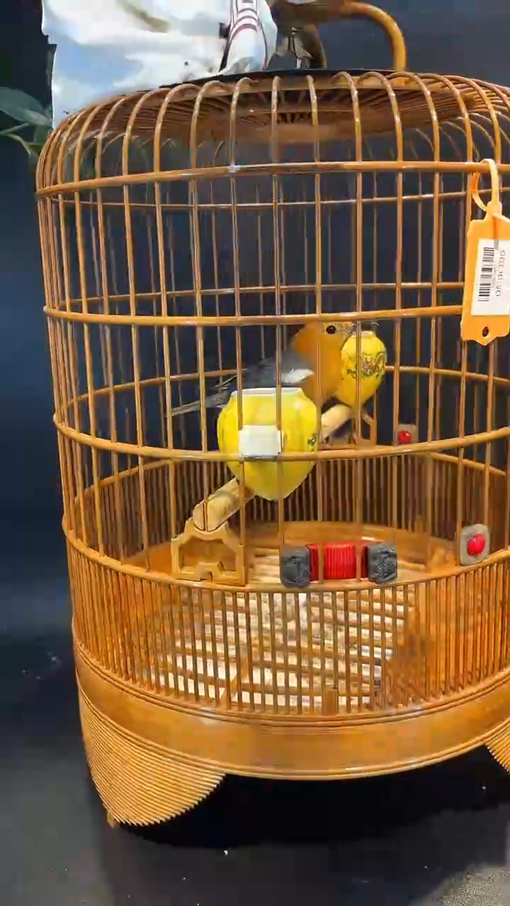 51号  印尼橙头 养笼0元起拍