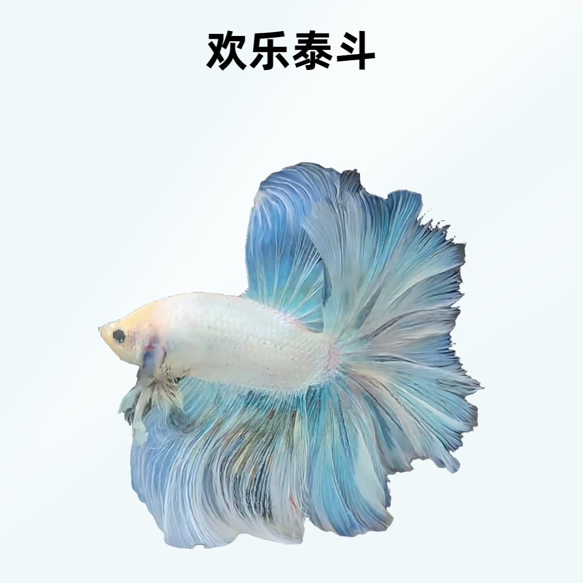 A8（169-192）欢乐泰斗小型观赏鱼（直播间选鱼）