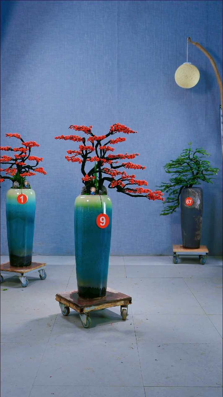 无花朵亮****59号盆....