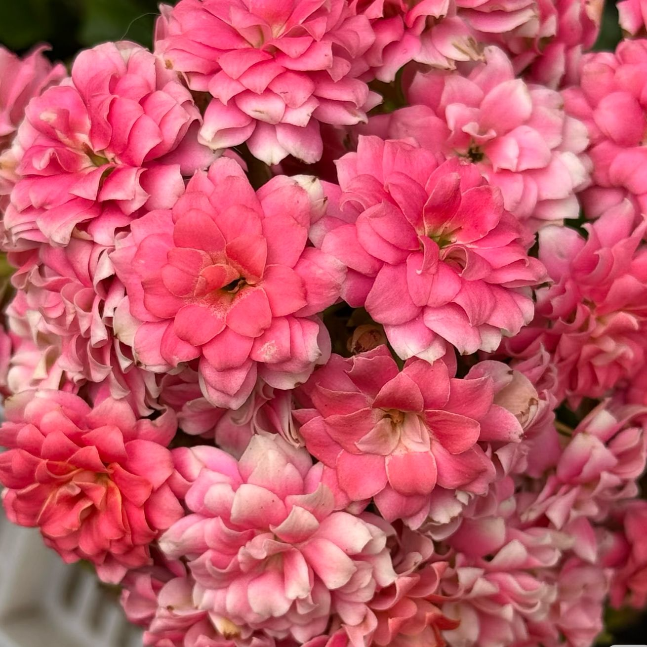 《醉红颜/龙葵》110盆重瓣长寿花（全场任意两单起发货）