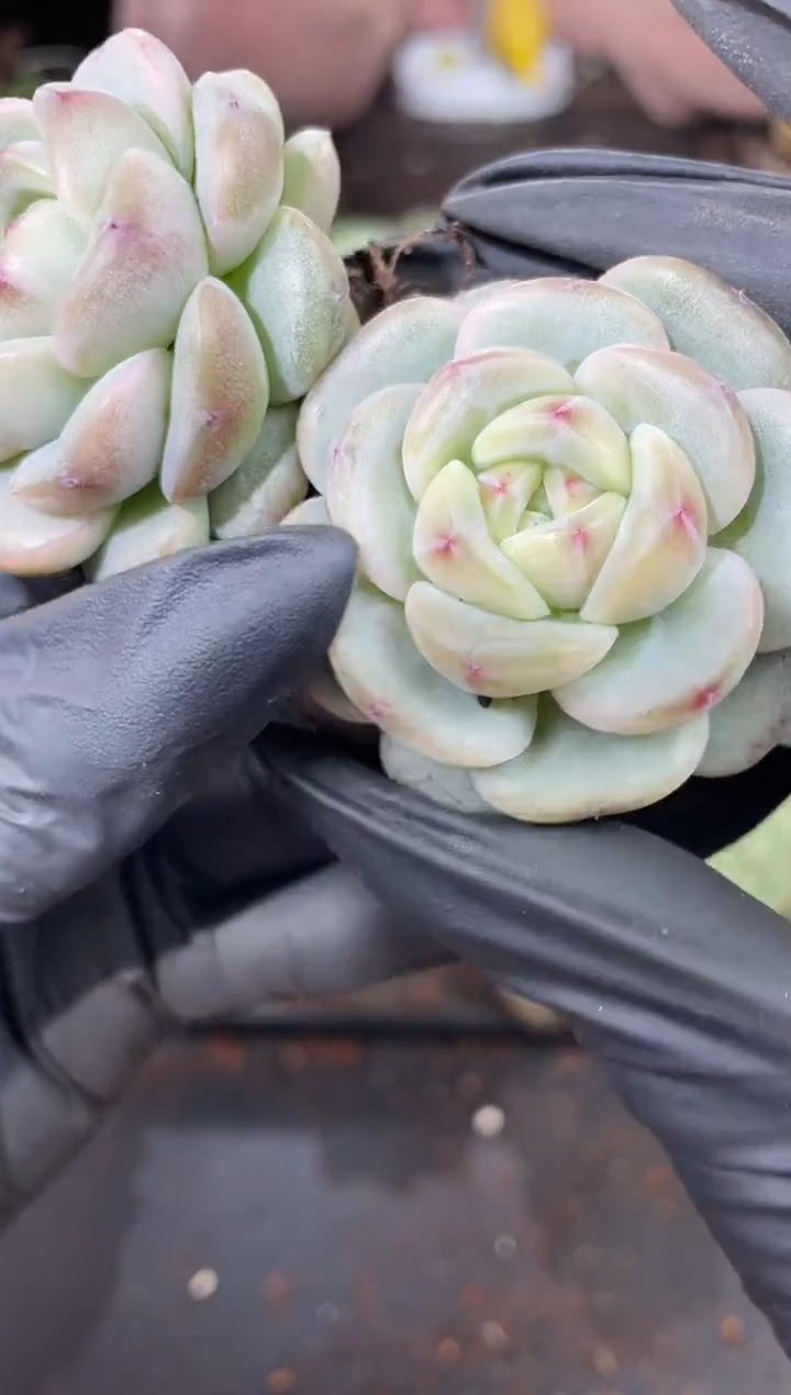 闪购897  翡冷翠多肉一颗   4厘米