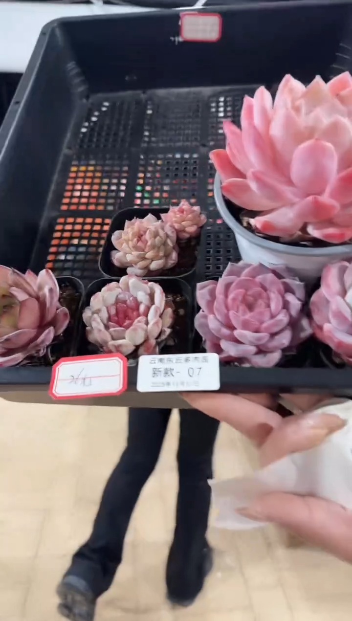 东云多肉园新款-07