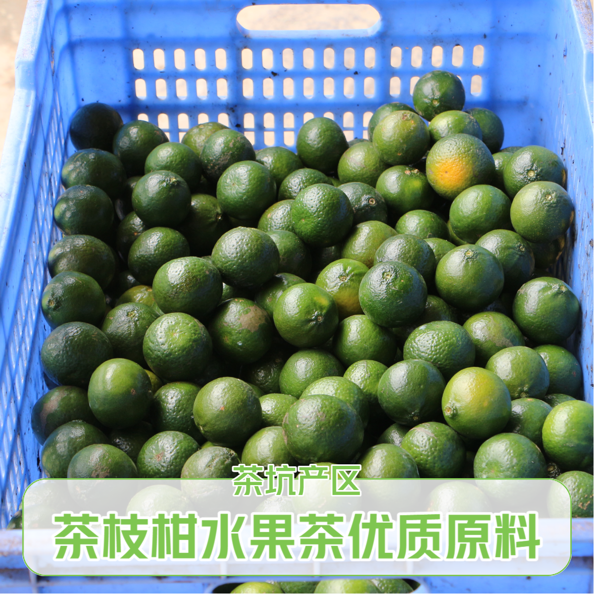 新会【鲜果小青柑】现摘现发青皮小青柑 三花青 茶枝柑水果茶原料
