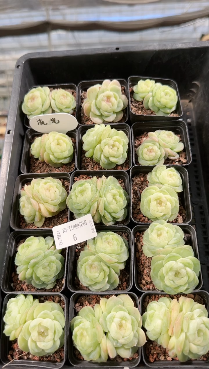  1227-06流光双头多肉量拍任意发一颗群生不包整