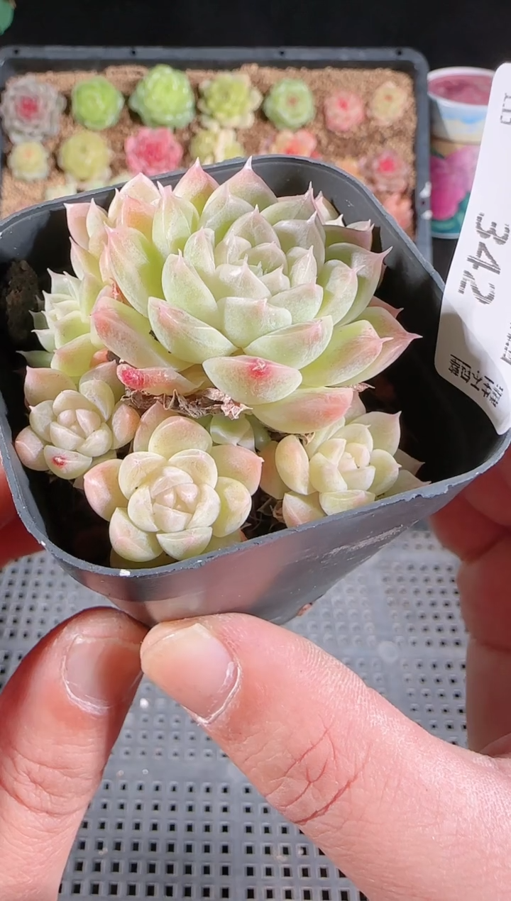 多肉1129-342群生不包整