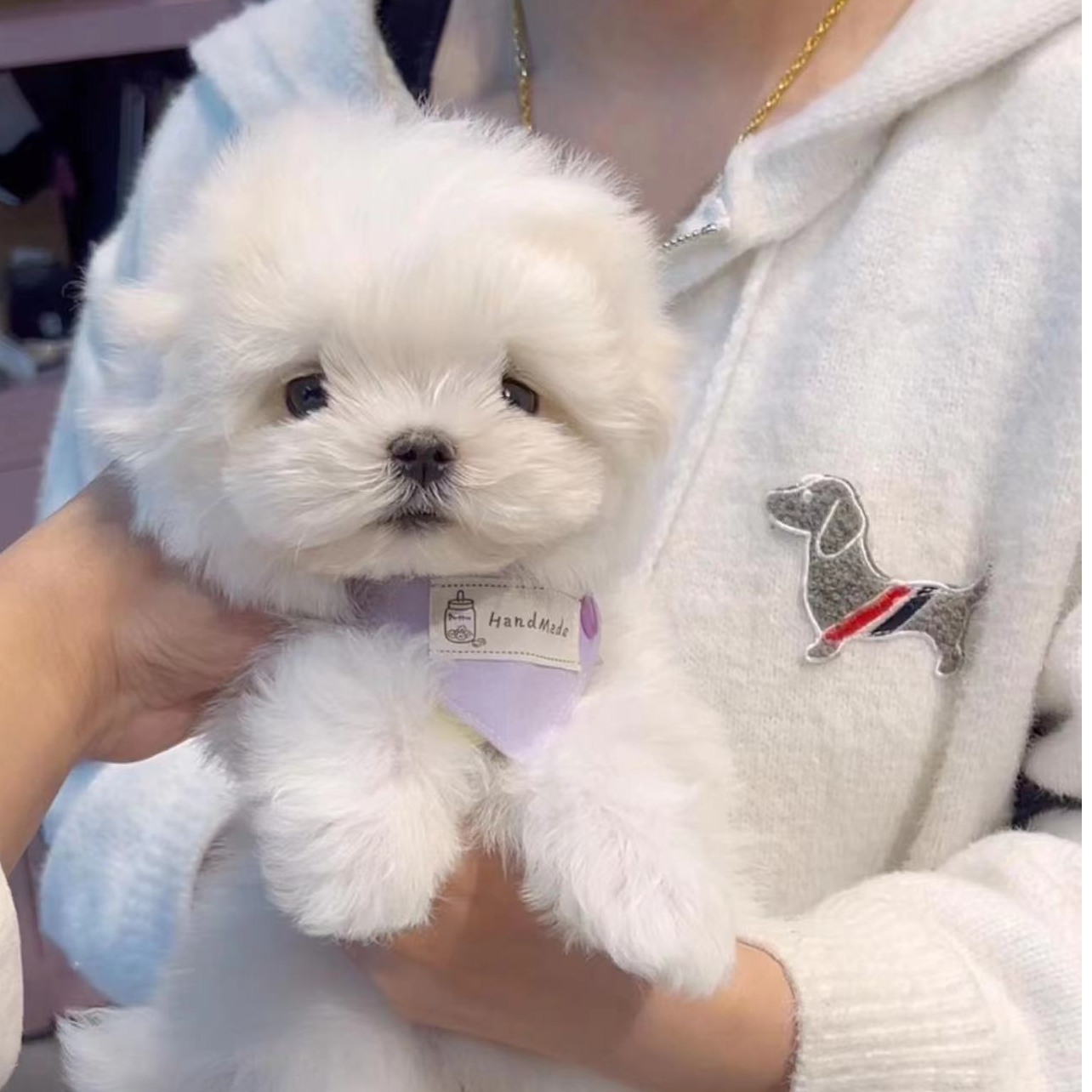 【光头新】活体萌宠比熊博美雪纳瑞精致小狗全款链接