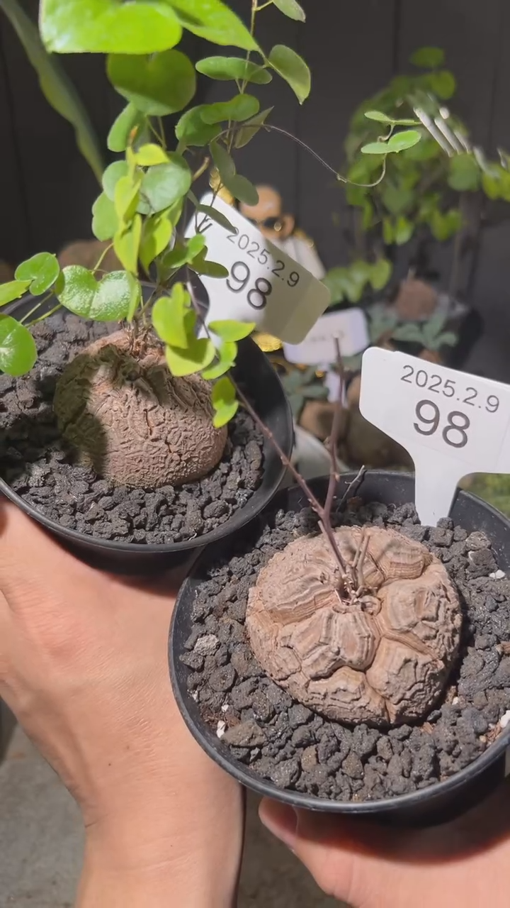 【闪购商品】南非龟甲龙2.9.98