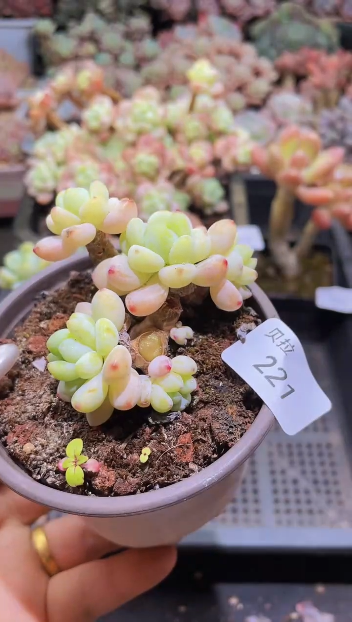 【闪购商品】221罗琦