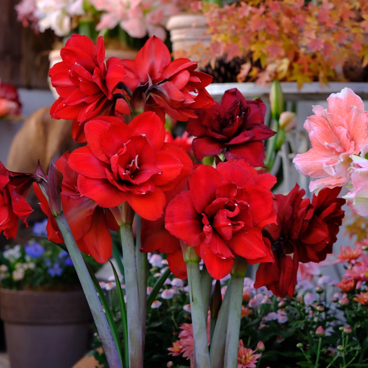 【双王】朱顶红种球重瓣中国红盆栽花卉新手好养活年年开 9cm+