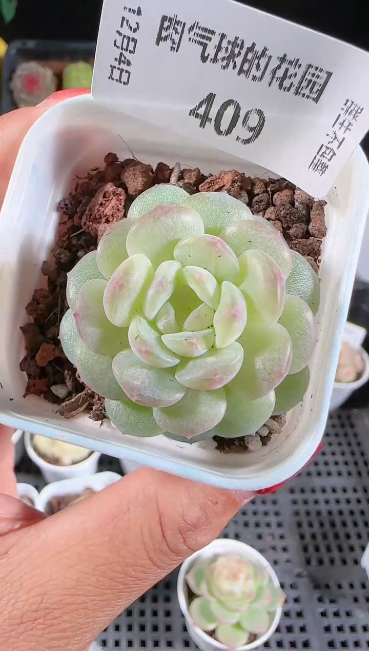 104-409清浅多肉群生不包整