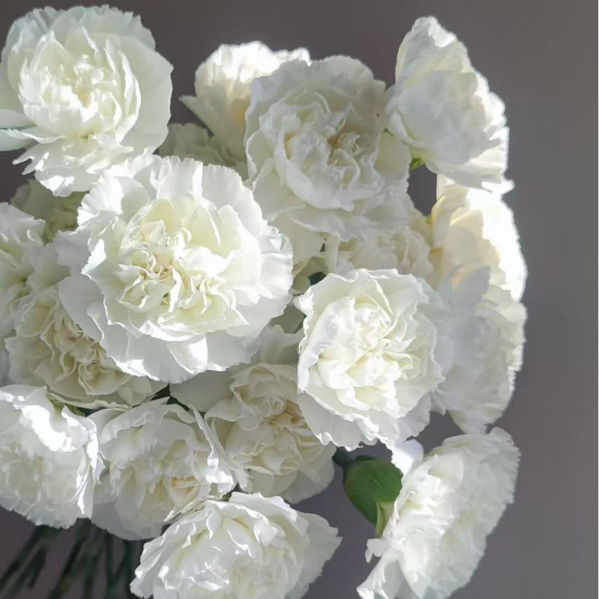 吉朵鲜花『康乃馨10支』家居养花 康乃馨 全场两单顺丰包邮 养护教程联系客服