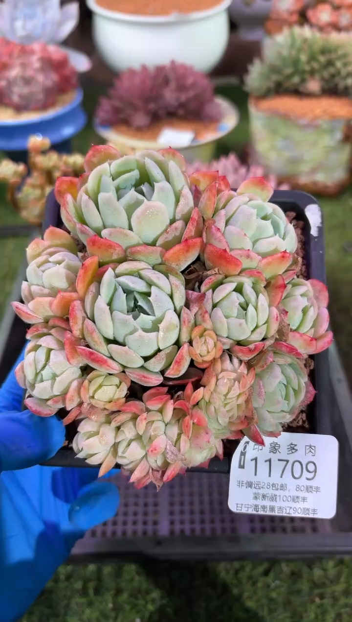 【闪购商品】11709