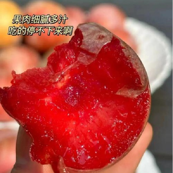 【辽宁卫视推荐】三色李子 恐龙蛋 清脆李子 五月红混装 香甜脆甜多汁多种口感吃的过瘾新疆维吾尔自治区