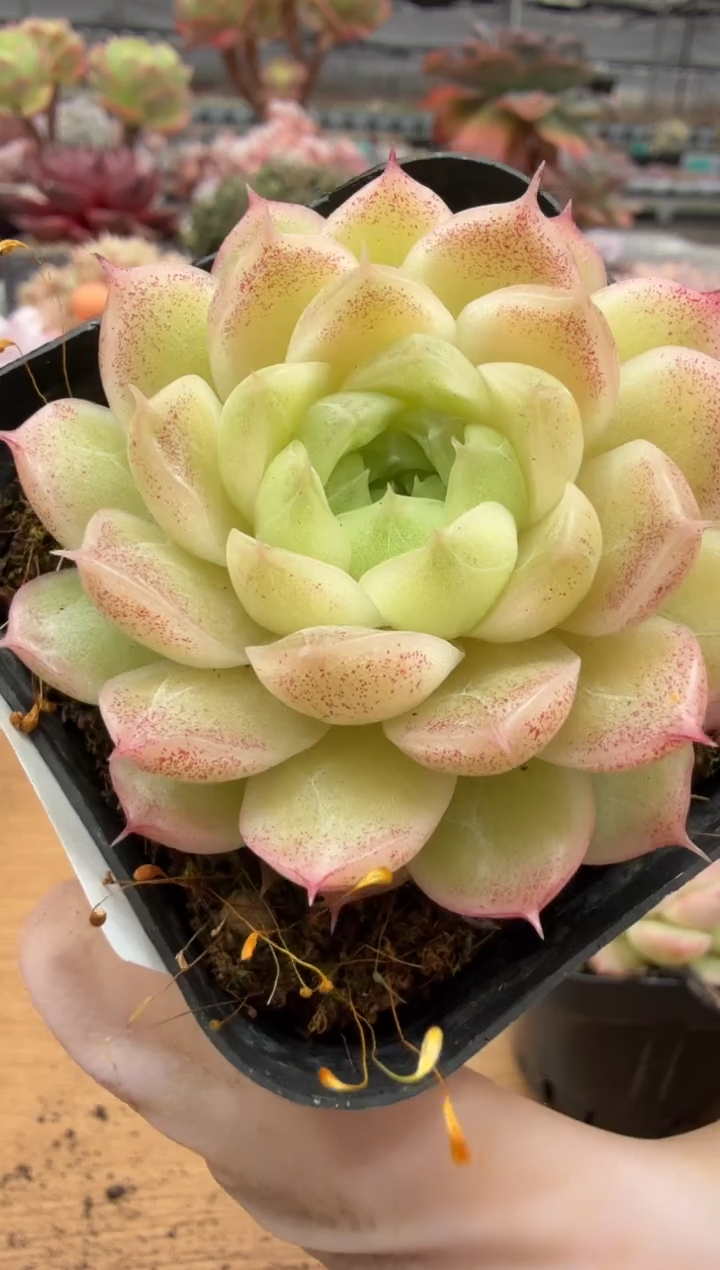 东云多肉园二店-110