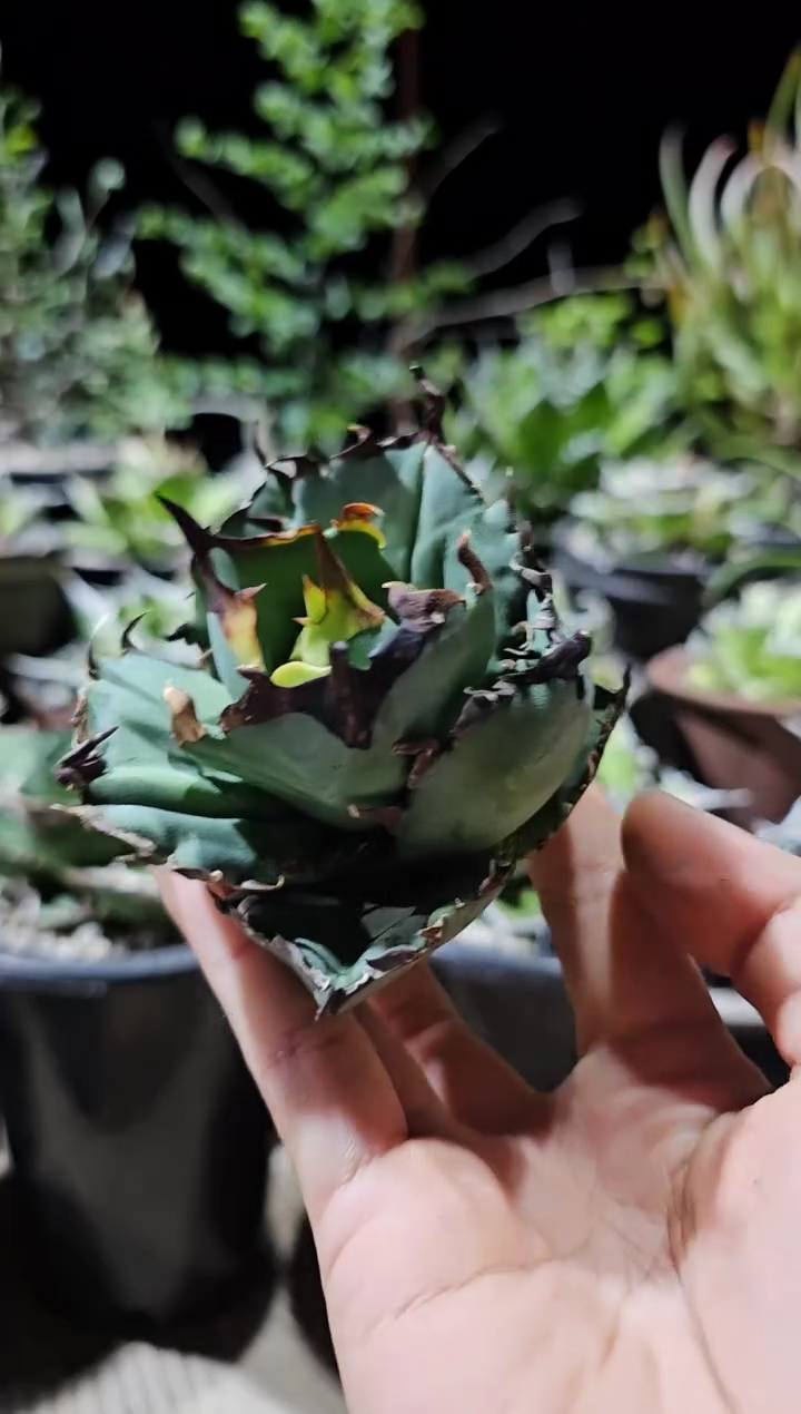虎鲸 顶芽 龙舌兰仁王冠 基因保证非组培/直播特价下播结束