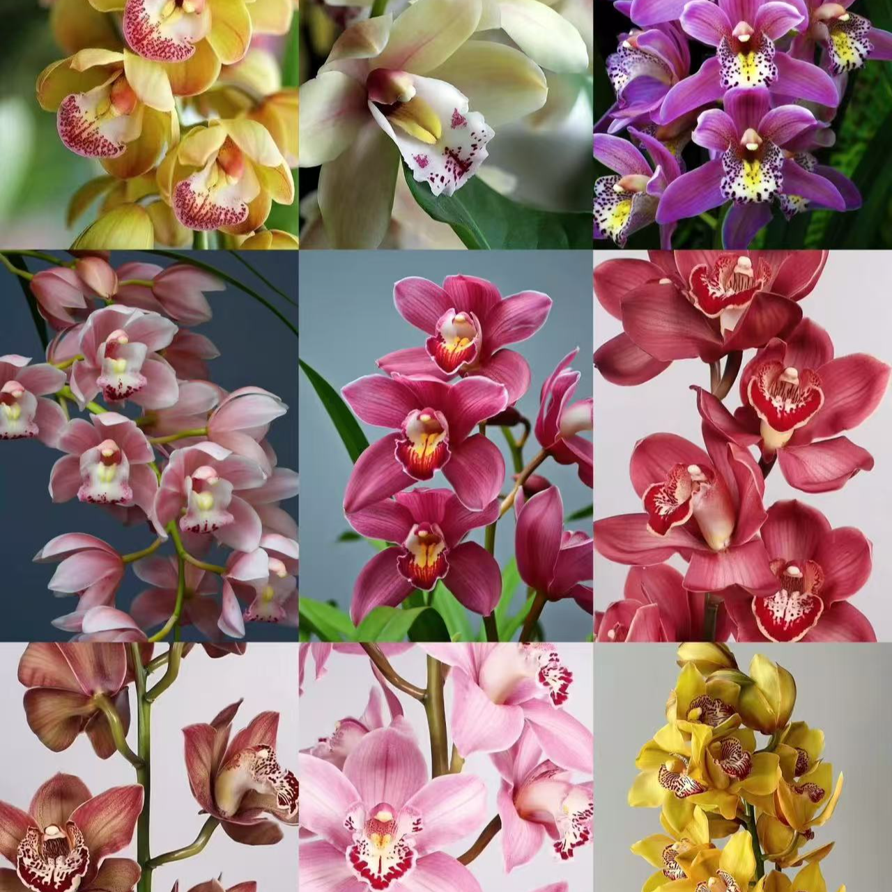 【小帅大花蕙兰】鲜花自由  新手友好稀缺小众  鲜切花