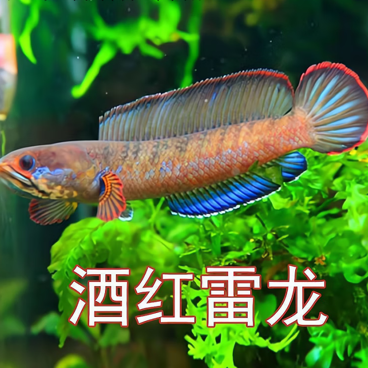 酒红雷龙鱼小型雷龙