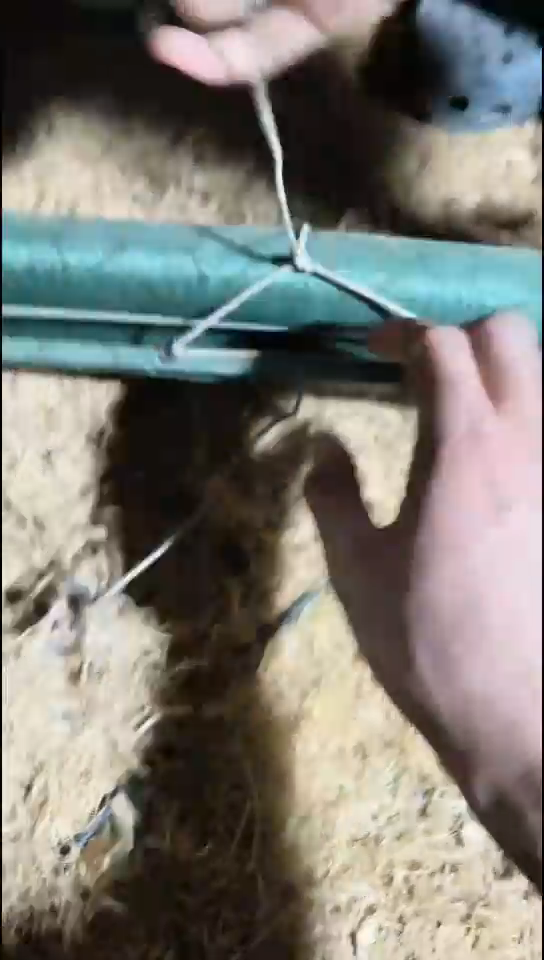 香榧木（1个绿色普通话）