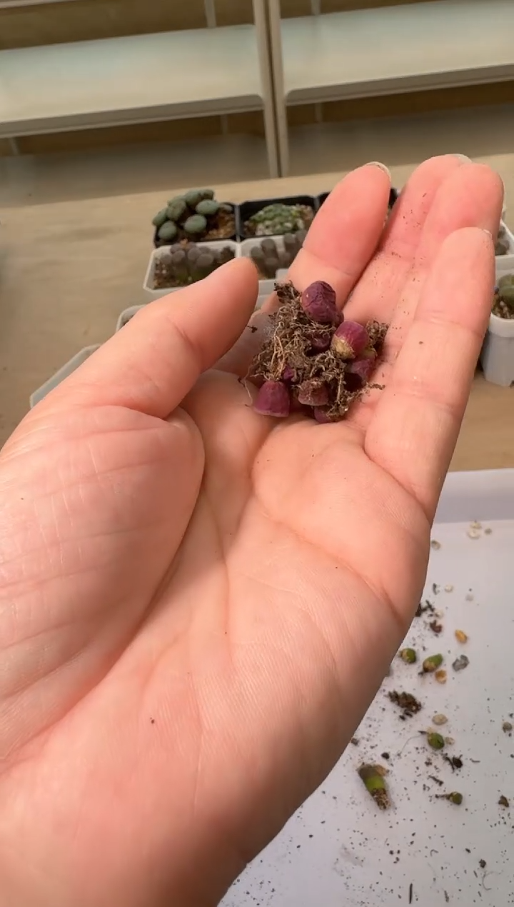 24-6多肉植物肉锥红嘴ts427一颗