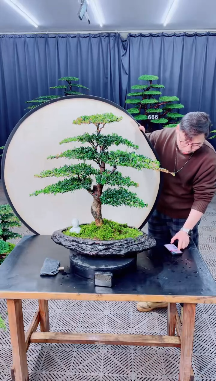 无花朵盆景......