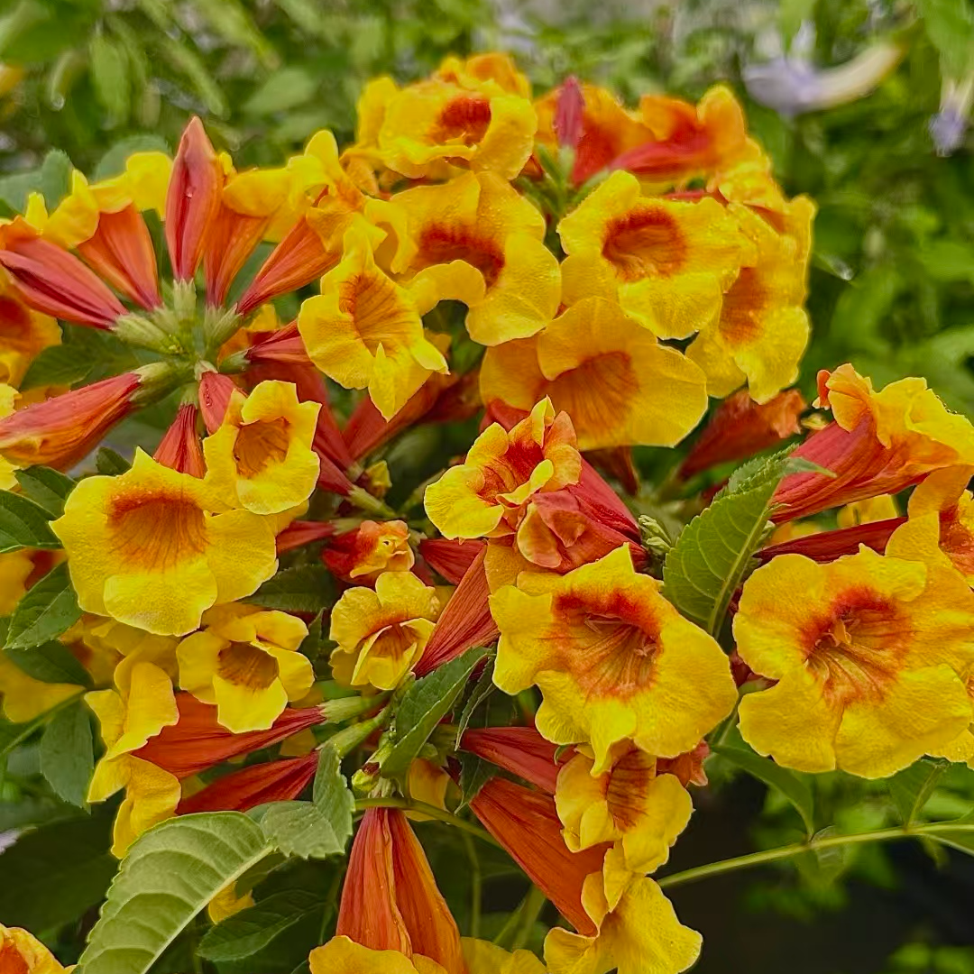 【橙钟花】耐热耐寒期长适合庭院阳台种植易养花，生花苞发货