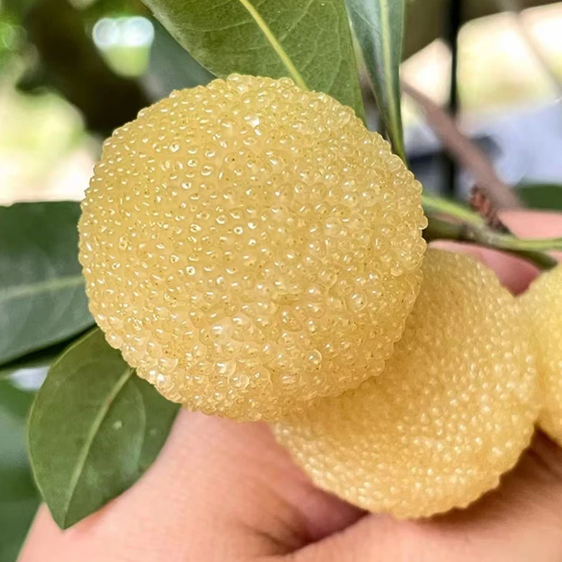 正宗水晶杨梅树苗矮化杨梅苗南北方种植地栽果树苗