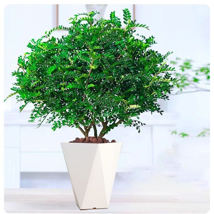 【配送菱形盆】驱蚊驱虫清香胡椒木盆栽花卉四季常青好养可净化空气