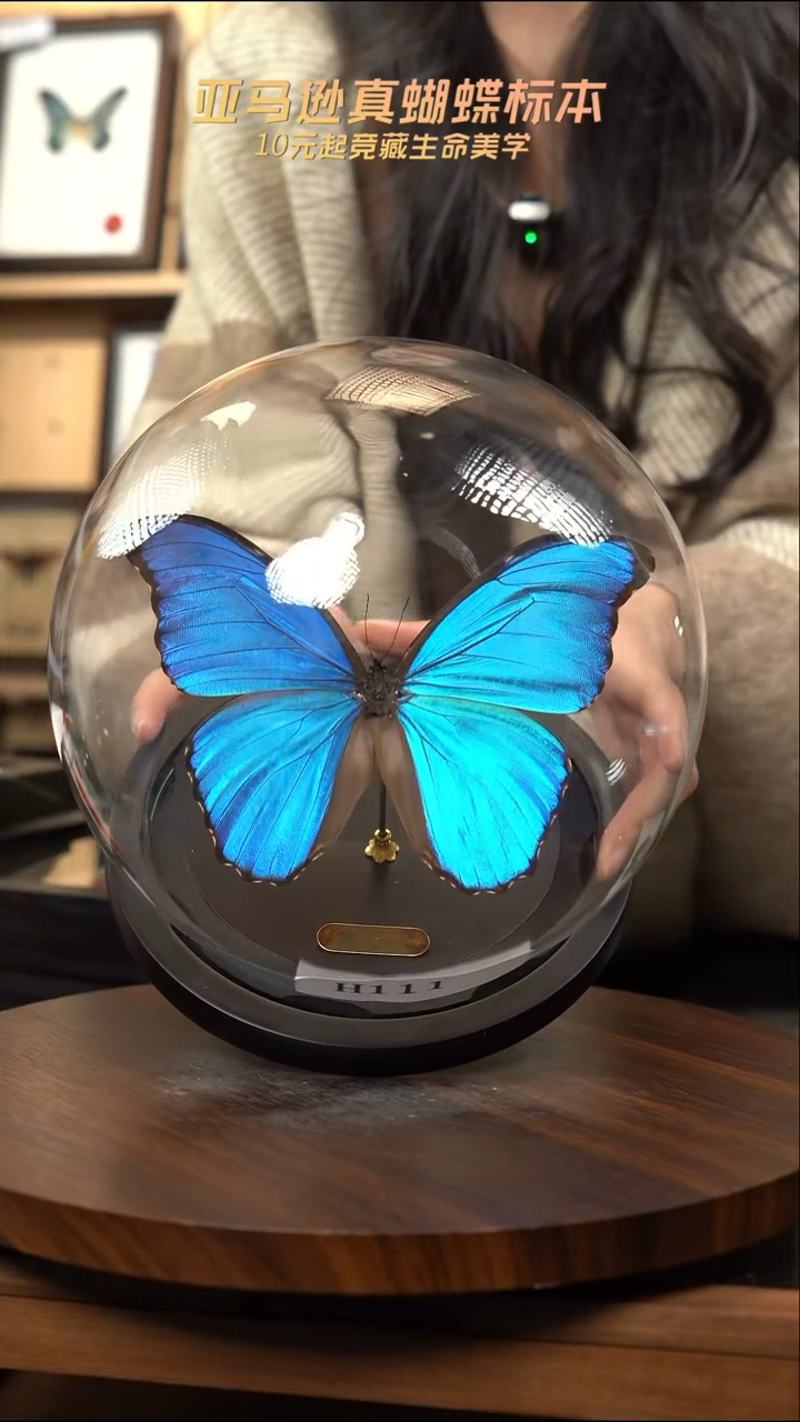 蝴蝶标本摆件竞拍h111