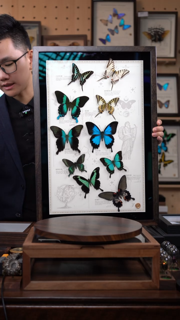 蝴蝶标本摆件竞拍c148