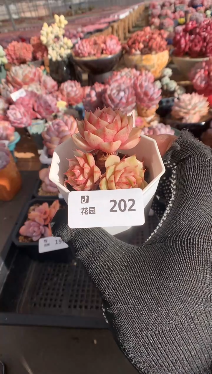 202苯巴蒂斯多肉植物一物一拍