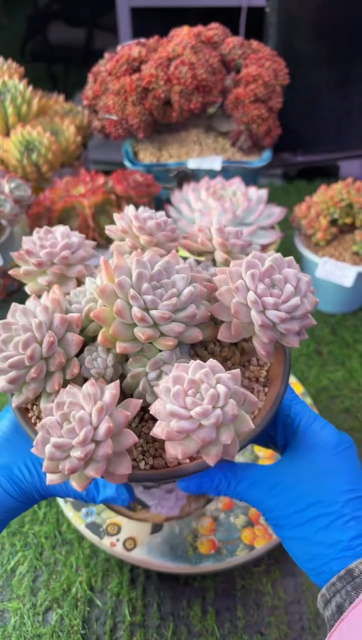 昆明印象多肉1552