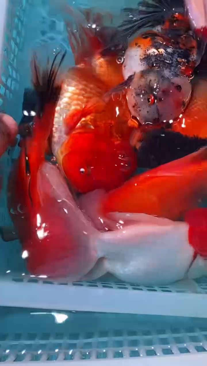 金鱼无开箱视频不售后金鱼冷水鱼