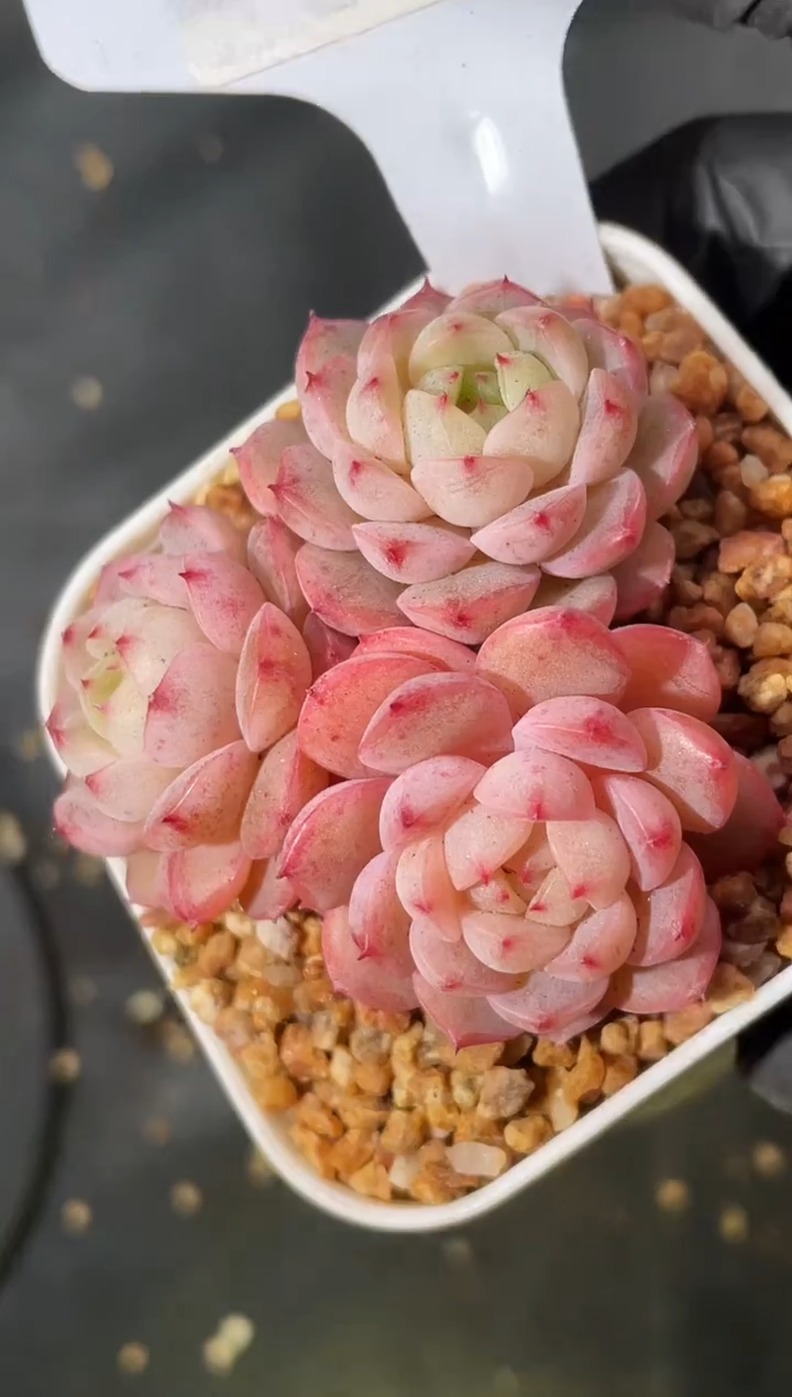 11-19 御花少年4-5厘米不包整散 量拍发一颗