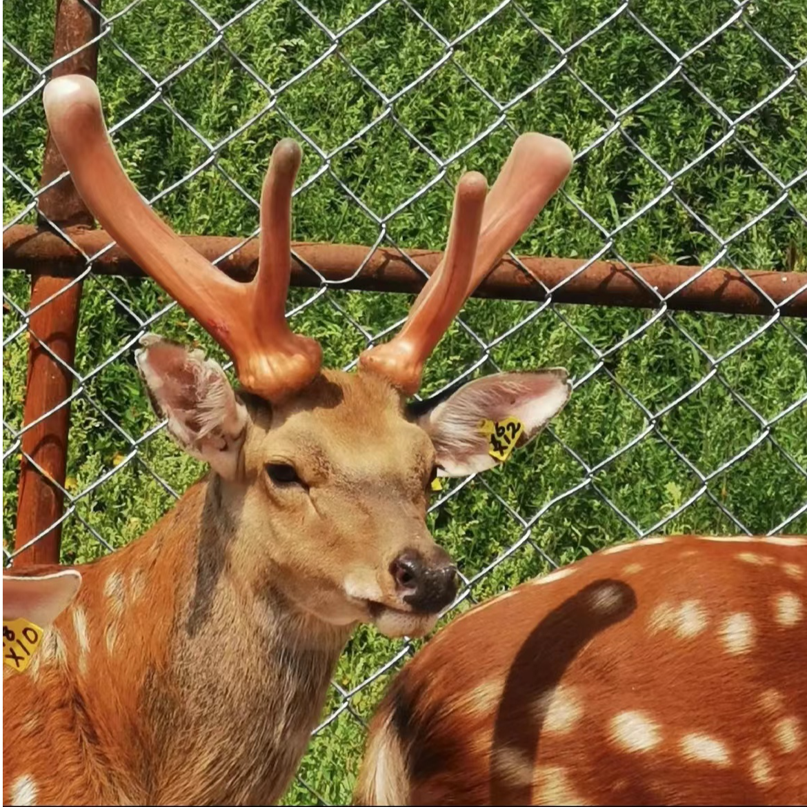 吉林鹿乡♣鹿产品 滋补 营养 以实物为准