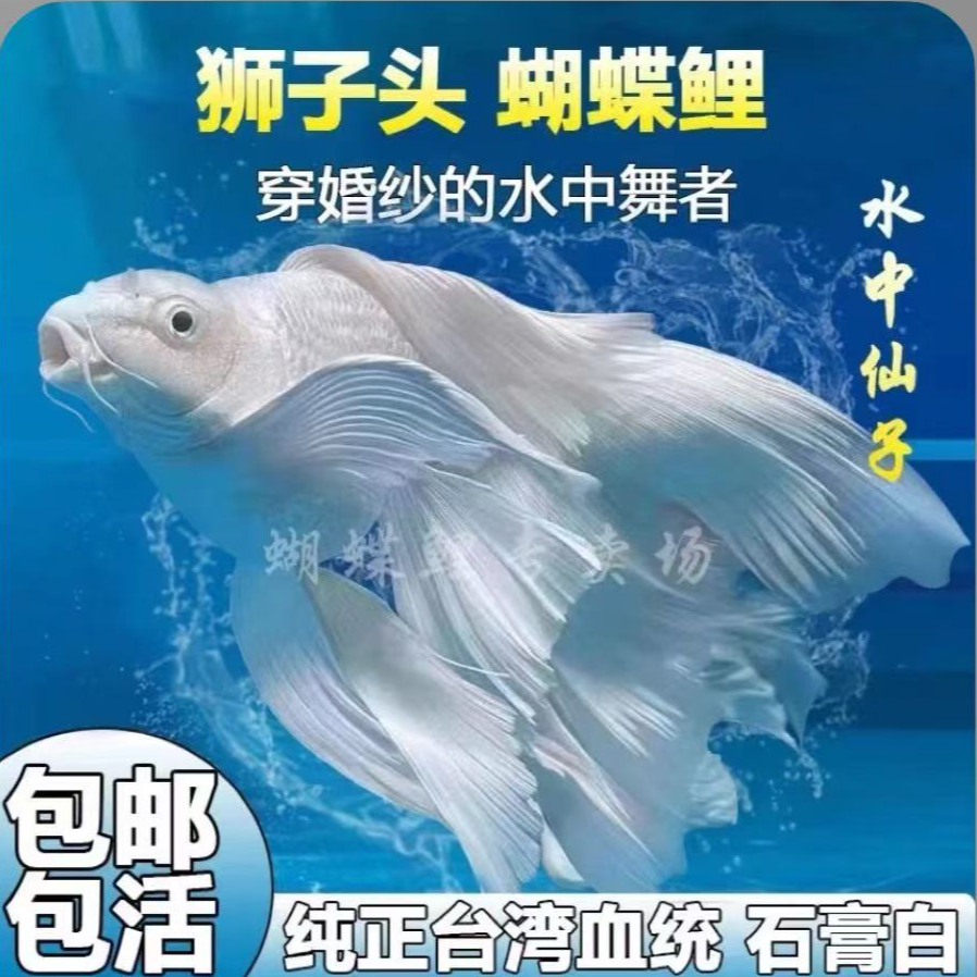 普身18-20石膏白饲养混养纯种蝴蝶鲤观赏鱼好养长尾适合混养
