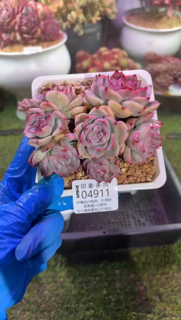 【闪购商品】04911