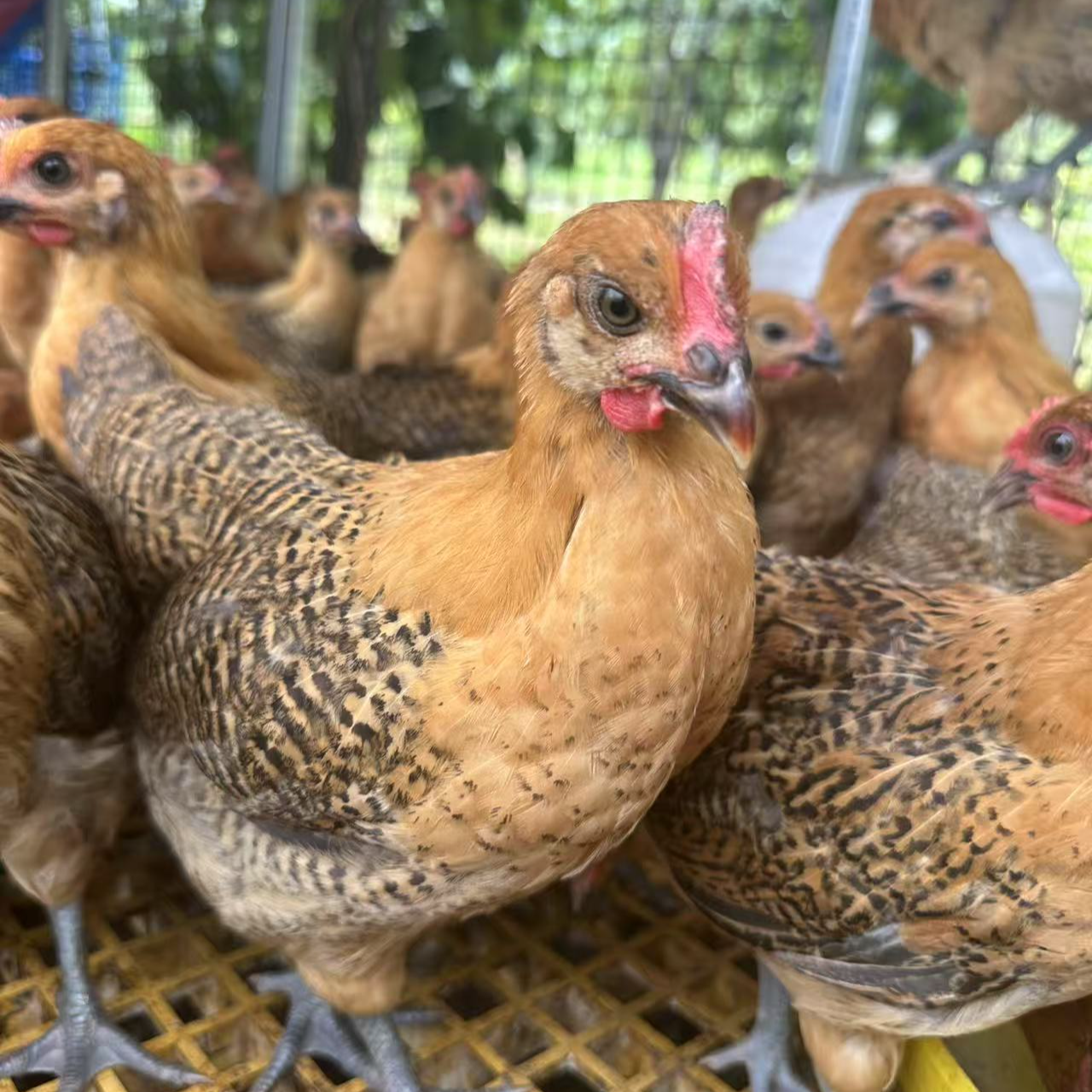 青脚麻羽土鸡宠物鸡四两发货顺丰包邮