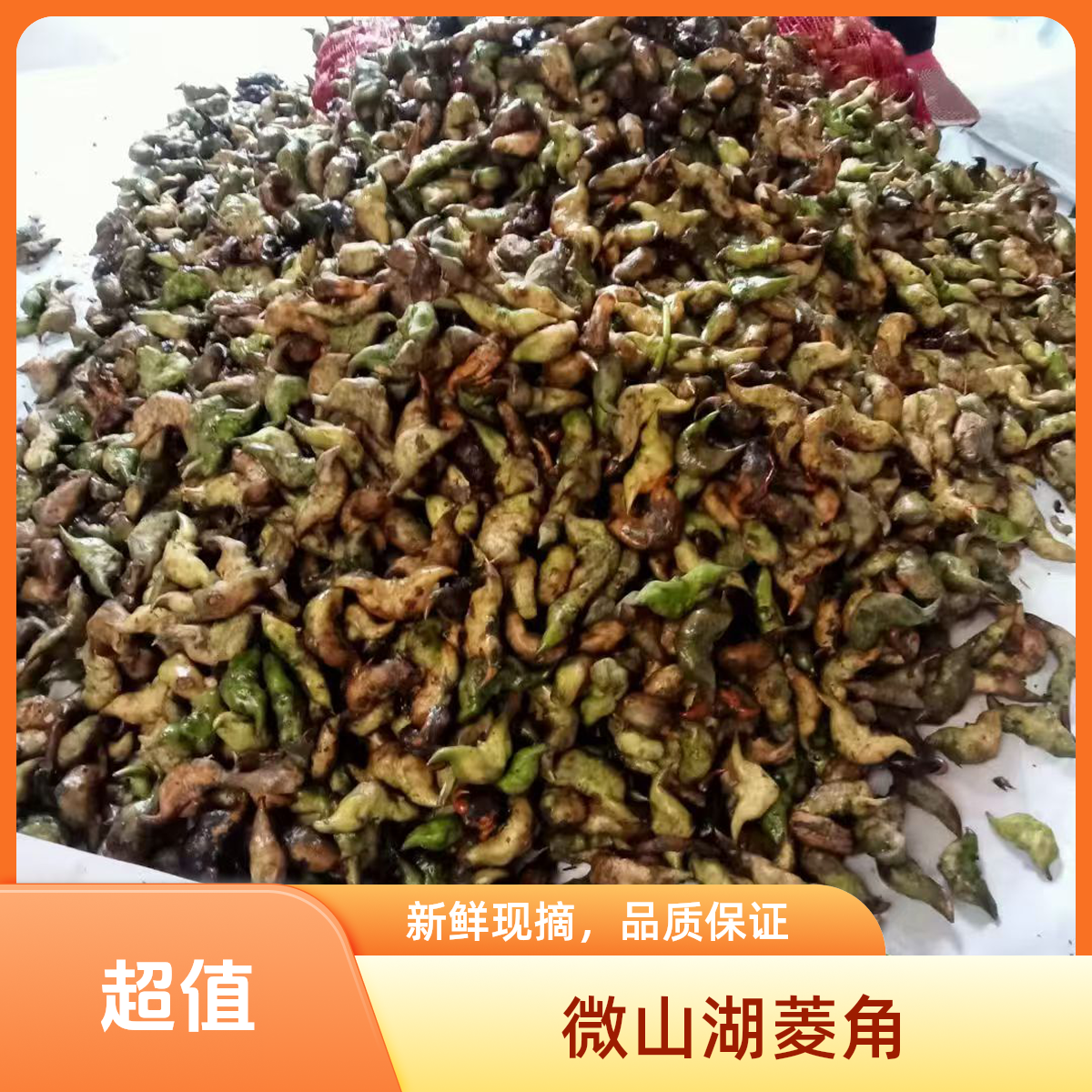 微山湖新鲜老菱角粉糯香甜现摘现发特色水生蔬菜